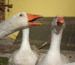 fattorie didattiche-didattica in fattoria,foto animali nella fattoria,disegni da colorare gratis,disegni animali da colorare per bambini,oca - oca ha il becco e le piume,agriturismo,fattoria didattica-agrigelateria