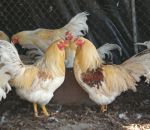 fattorie didattiche-didattica in fattoria,foto animali nella fattoria,disegni da colorare gratis,disegni animali da colorare per bambini,gallo-gallina,pulcino,pollo ,agriturismo,fattoria didattica-agrigelateria