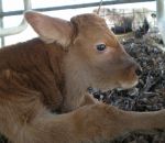 foto animali della fattoria,fattorie didattiche:vitello-i vitelli devono bere tanto latte per diventare grandi,il latte di mamma mucca contiene tante proteine e vitamine,bisogna bere latte fresco appena munto,latte,gelato in fattoria