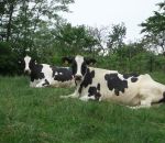 azienda agricola la bonifica di medina mario,distributore latte crudo a cassano magnago,distributore latte fresco a cassano magnago,disegni animali della fattoria da colorare,foto animali nella fattoria,didattica in fattoria