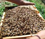 foto alveare,la casa delle api si chiama arnia,telaio pieno di api,le api sono tra gli insetti più utili all'agricoltura,le api impollinano i fiori e producono miele,fattorie didattiche,scuole in fattoria