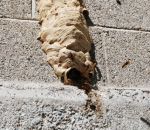 foto di nido di calabrone,alveare di calabrone,immgini di calabroni,i calabroni sono grossi insetti si nutrono di frutta miele insetti,il calabrone ha un pungiglione pericoloso,scuole in fattoria didattica,la fattoria dei bambini