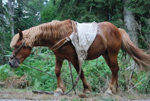 foto di cavallo da tiroimmagine di un cavallo da 