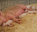 foto di scrofa con maialini,immagine di scrofa allatta i maialini,scrofa mamma dei maialini verro papà dei maialini,fattorie didattiche scuole in fattoria aperta didattica