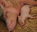 immagine di scrofa con maialinofoto di scrofa e m