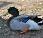 foto di germano reale anatra,immagine di anatra germano reale,il maschio del germano reale è più colorato,la femmina del germano reale è marroncina,anatra anatroccoli,fattorie didattiche per le scuole in fattoria didattica