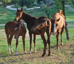 foto di cavalli arabi,immagine di cavalli arabi,i cavalli arabi sono cavalli adatti alla corsa,i cavalli arabi hanno testa e coda alta,scuole in fattoria didattica fattoria aperta alle scuole per didattica