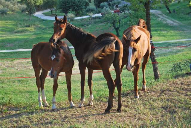 foto di cavalli arabiimmagine di cavalli arabii 