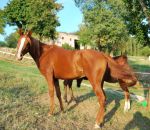 foto di cavallo arabo,immagina di cavallo arabo,il cavallo arabo corre veloce,i piccoli del cavallo arabo si chiamano puledri,scuole in fattoria didattica fattorie aperte alle scuole per didattica