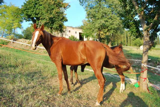 Immagini di Cavalli puledri stalloni in fattori