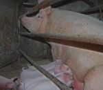 maialini bevono il latte da mamma scrofa,nelle fattorie didattiche tanti animali della fattoria,disegni da colorare di animali nella fattoria didattica,foto maiale - disegno maiale da colorare