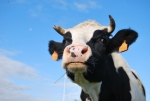 Azienda Agricola di Pasini Renzo,distributore latte fresco a Somma Lombardo,distributore latte crudo a Cassinetta di Biandronno,latte fresco appena munto in fattoria didattica,disegni da colorare di animali della fattoria per bambini gratis