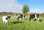 Azienda Agricola di Pasini Renzodistributore latt