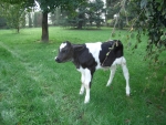 fattoria Pasini Renzo di Casale Litta..latte fresco a Somma lombardo dal distributore di latte..latte fresco a Biandronno..