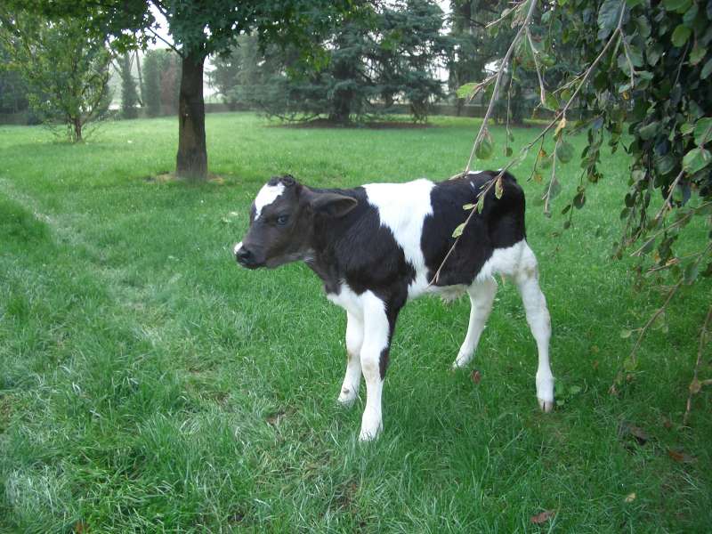 Azienda Agricola PASINI RENZO a Casale Litta