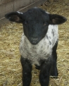 agnello,il piccolo della pecora si chiama agnello,foto animali della fattoria,fattorie didattiche in provincia di varese,compleanno in fattoria