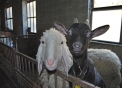 pecora con capra di razza verzasca,immagini di animali nella fattoria,agriturismi in provincia di varese,fattorie didattiche,distributore latte fresco