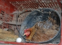 gallina che cova le uova,le galline covano le uova da dove nasceranno i pulcini,didattica in fattoria in provincia di varese,prodotti tipici varesini