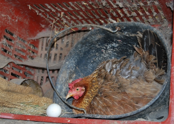 gallina che cova le uovale galline covano le uova