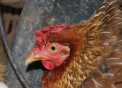 mamma gallina viene chiamata chioccia,il gallo è il maschio il pulcino è il piccolino,prodotti tipici della provincia di varese,fattoria didattica