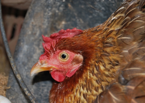 mamma gallina viene chiamata chiocciail gallo è 