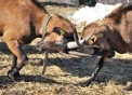 capre camosciate delle alpi che combattono,foto animali della fattoria,latte di capra- formaggella del luinese,agriturismo in provincia di varese