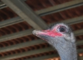 struzzo,foto animali della fattoria struzzo,il maschio dello struzzo ha il becco più rosso e il piumaggio tendente al nero,fattorie didattiche in agriturismi in provincia di varese