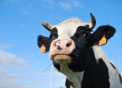 azienda agricola cogo giorgio,distributore prodotti tipici,distributore latte fresco a carnago,fattoria didattica per le scuole svizzere..fattoria didattica varese lugano..scuole in fattoria lombardia varese