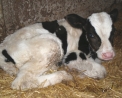 vitello in fattoria da accarezzare per bambini..fattoria Ottolenghi vitellino da toccare..latte fresco con chiavetta in fattoria a Oggiona Santo Stefano