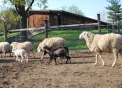 agriturismo le balzarine fagnano olona,agrigelateria gelato in fattoria a fagnano olona,fattorie didattiche a fagnano olona,compleanno in fattoria a fagnano olona,prodotti tipici varesini a fagnano olona