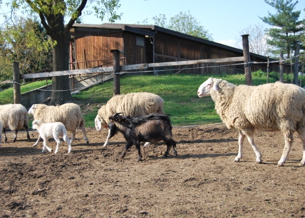 Agriturismo LE BALZARINE a Fagnano Olona