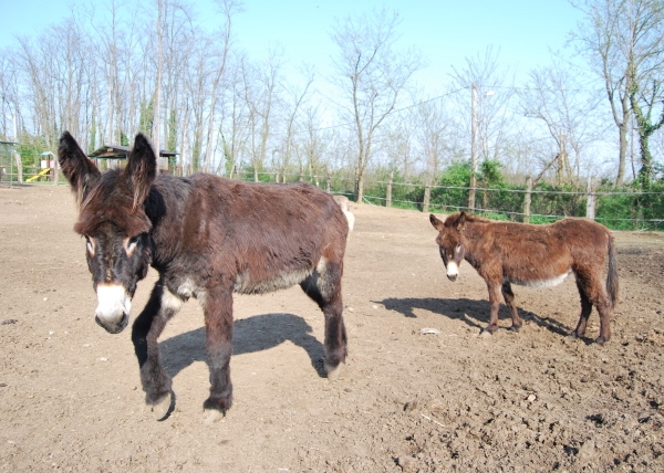 Agriturismo LE BALZARINE a Fagnano Olona