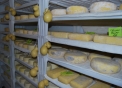 caseificio in fattoria,percorso didattico in fattoria facciamo il formaggio,formaggio in fattoria didattica..agriturismo con prodotti tipici formaggio