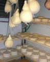 caseificio in fattoria didattica..percorso didattico in fattoria facciamo il formaggio,formaggio in fattoria didattica per le scuole..agriturismo b&b con prodotti tipici il formaggio..