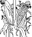 pianta di mais,il mais o granoturco è utilizzato per fare la polenta,prodotti tipici varesini farina di polenta di mais..immagine di farina gialla di mais per polenta