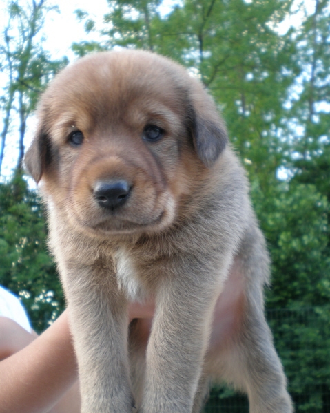 IL CANE il cagnolino cuccioli