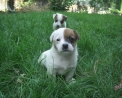 cane il cane da pastore ha sempre aiutato il contadino in fattoria,cane pastore e cane da guardia in fattoria,anche nelle fattorie didattiche ci sono tanti cani il cane è il miglior amico dell'uomo