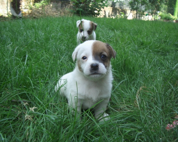 IL CANE il cagnolino cuccioli