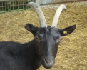 foto di capra,immagine di capra di razza saanen..foto di capra di razza camosciata delle alpi..foto di capra verzasca...latte di capra per fare formaggella del luinese