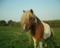 foto di cavallo pony,immagine di un cavallo più precisamente di un pony in una fattoria didattica,i cavalli sono erbivori il maschio del cavallo si chiama stallone la femmina del cavallo si chiama giumenta,il piccolo del cavallo si chiama puledro