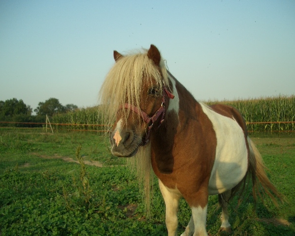 IL CAVALLO il Puledro lo Stallone il Pony