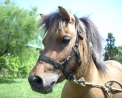 foto di cavallo pony,immagine di un cavallo più precisamente di un pony in una fattoria didattica,i cavalli sono erbivori il maschio del cavallo si chiama stallone la femmina del cavallo si chiama giumenta,il piccolo del cavallo si chiama puledro