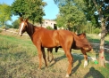 foto di cavallo arabo,cavallo da tiro italiano,immagine di un cavallo  in una fattoria didattica,i cavalli sono erbivori il maschio del cavallo si chiama stallone la femmina del cavallo si chiama giumenta,il piccolo del cavallo si chiama puledro