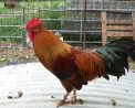 foto di gallo,immagine di galletto con lunga cresta rossa,nelle pollaio delle fattorie didattiche ci sono sempre galli e galline,le galline covano le uova e nasceranno tanti pulcini,il gallo canta la gallina fà cocodè