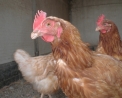 foto di gallina,immagine di gallina ruspante ovaiola,nelle pollaio delle fattorie didattiche ci sono galli e galline,le galline covano le uova e nasceranno tanti pulcini,foto gallo da combattimento..pollo nel pollaio