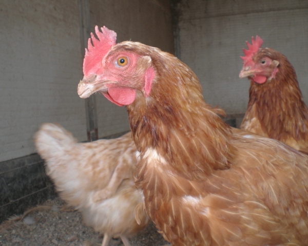 foto di gallinaimmagine di gallina ruspante ovaio