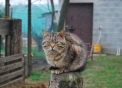 foto di gatto,immagine di gatto appollaiato in una fattoria didattica,i gattini o micetti li troviamo spesso in fattoria a caccia di topolini mentre mamma gatta fà le fusa per farsi accarezzare