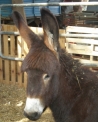 foto di mulo e di bardotto,immagine di mulo e di bardotto,il mulo che troviamo in fattoria didattica è l'incrocio tra mamma cavalla e papà asino,il bardotto è l'incrocio tra mamma asina e papà cavallo in fattoria