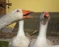 foto di oca in fattoria,immagine d'oca in fattoria didattica,immagine di oche del campidoglio..foto di oche selvatiche..le oche producono il foie gras o fegato grasso d'oca..papere nel pollaio