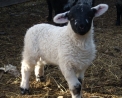 foto di agnello che è il piccolo della pecora in fattoria,immagine dell'agnello in fattoria didattica..immagine di pecora..immagine di ariete e di montone in fattoria